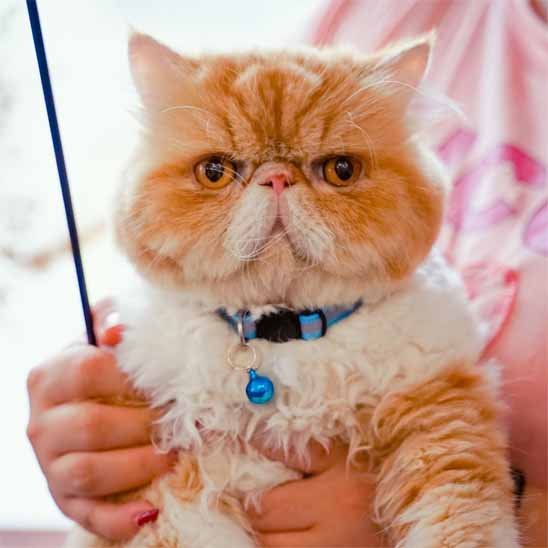 COLLIER CHAT ANTI ÉTRANGLEMENT | RÉFLÉCHISSANT - Leschamour