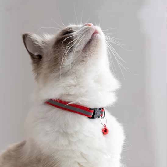 Collier chat anti étranglement réfléchissant clochette