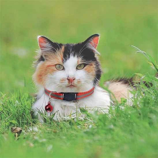 Collier chat anti étranglement réfléchissant rouge