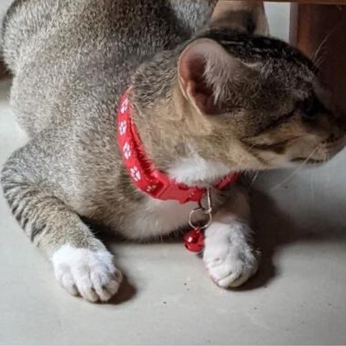 Collier chat avec clochette rouge