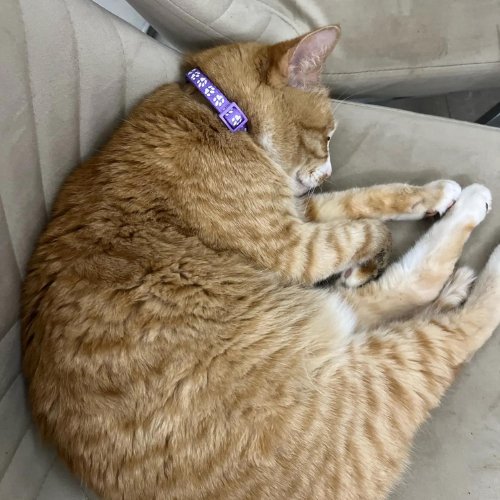 Collier chat avec clochette violet