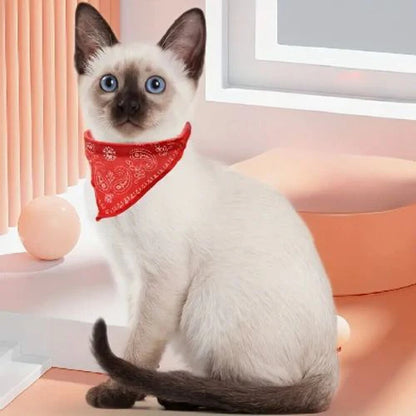 Collier-chat-confortable