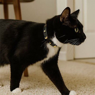 Collier chat cuir étoiles et lunes noir