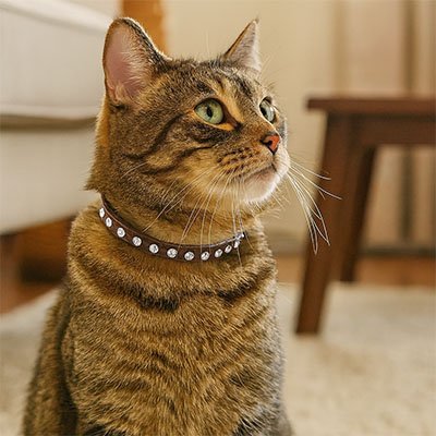 Collier chat cuir strass marron