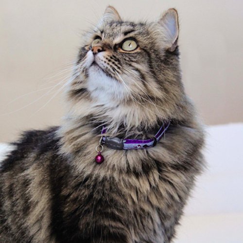 COLLIER CHAT RÉFLÉCHISSANT | CATBELL™ - Leschamour