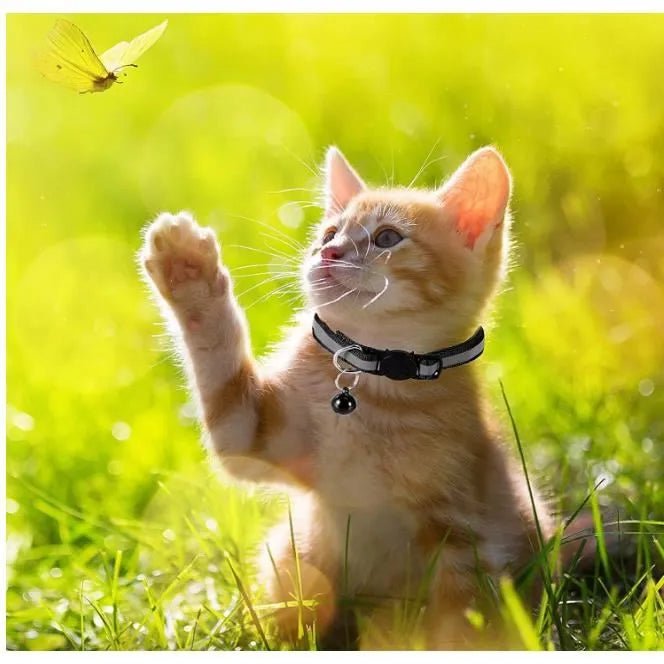 collier chat réfléchissant noir