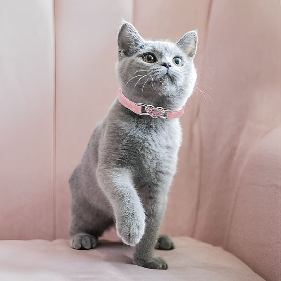 COLLIER CHAT ROSE | ÉLASTIQUE AVEC CŒUR - Leschamour