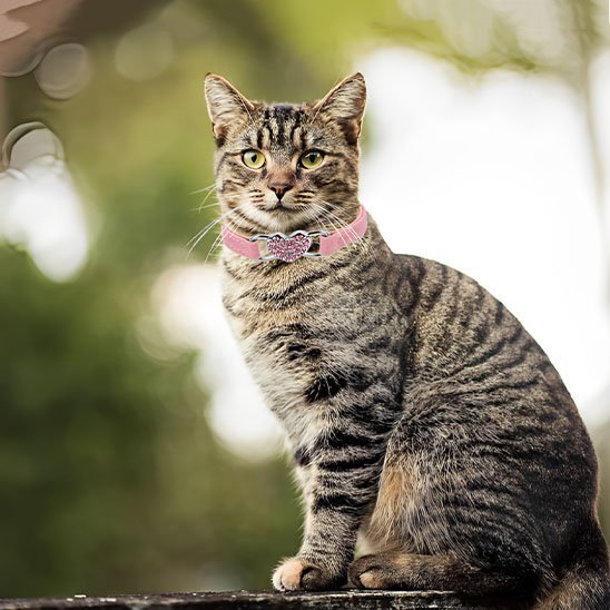 COLLIER CHAT ROSE | ÉLASTIQUE AVEC CŒUR - Leschamour