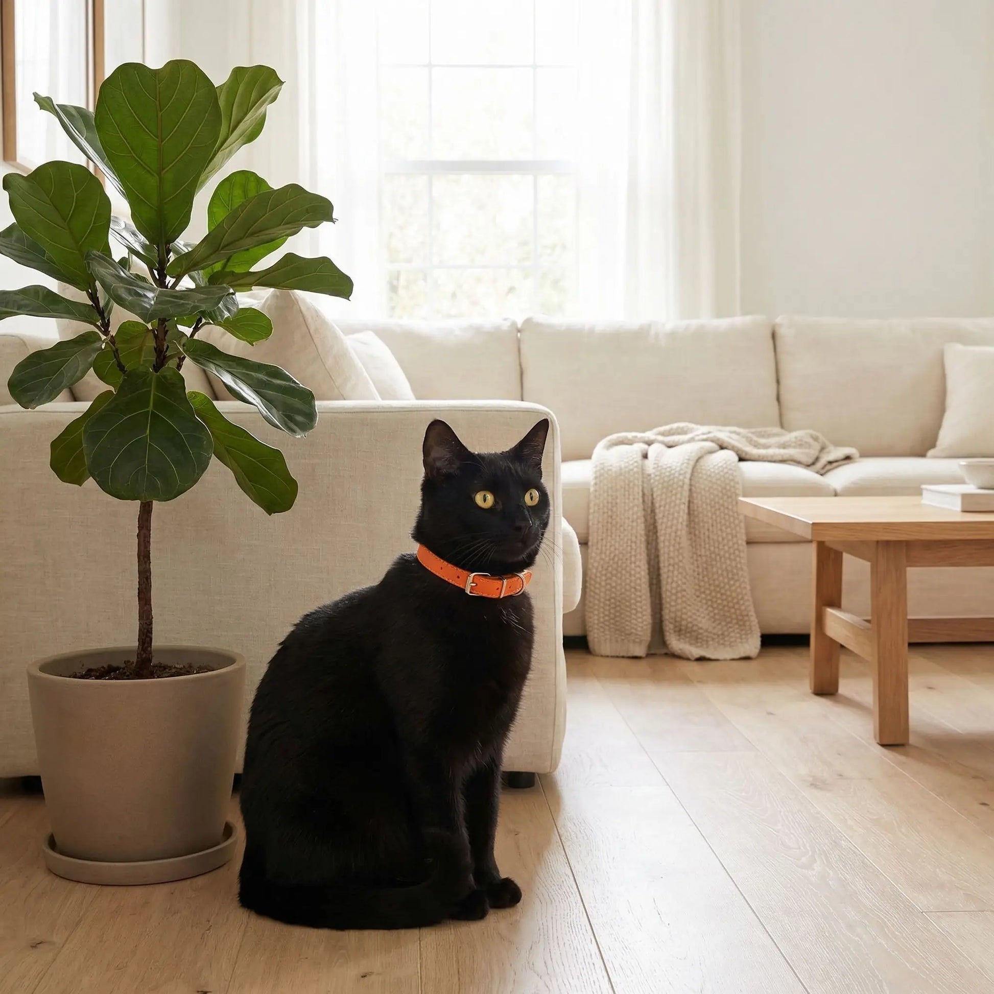 Collier pour chat cuir orange