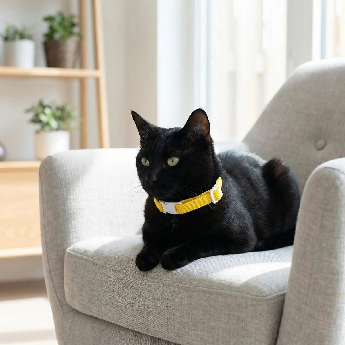 COLLIER POUR CHAT SÉCURITÉ | JAUNE - Leschamour