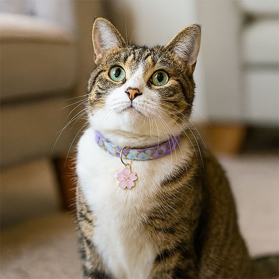 Collier pour chaton japonais à paillettes