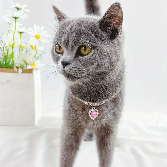 Collier pour chaton strass et pendentif cœur scintillant