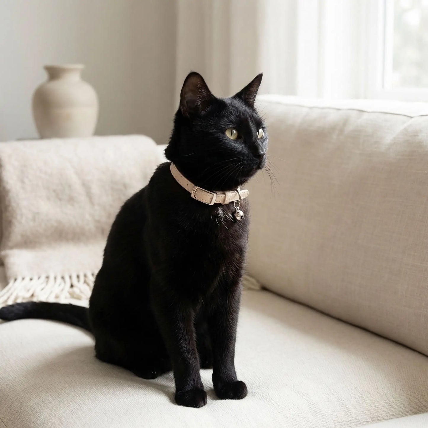 collier sécurité chat marron