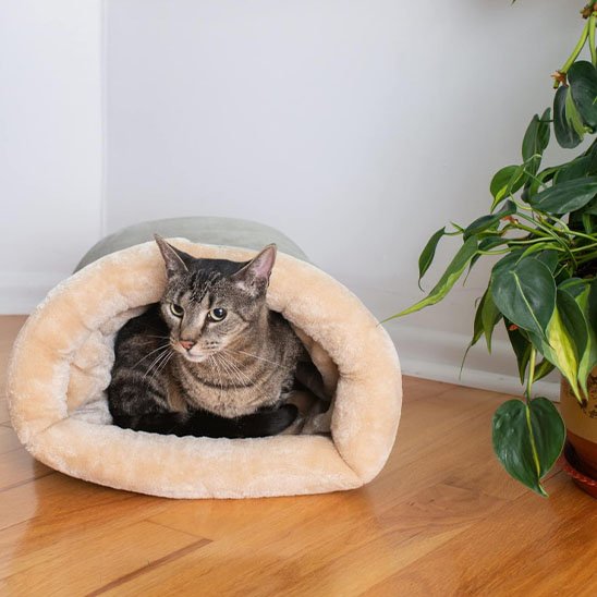 Coussin pour chat moelleux douillet