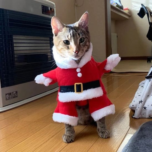 Déguisement-pour-chat-fêtes