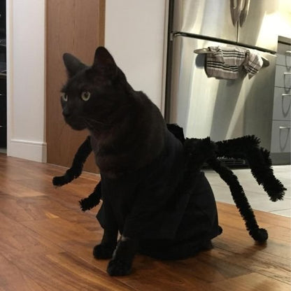 Déguisement-pour-chat-Halloween-araignée