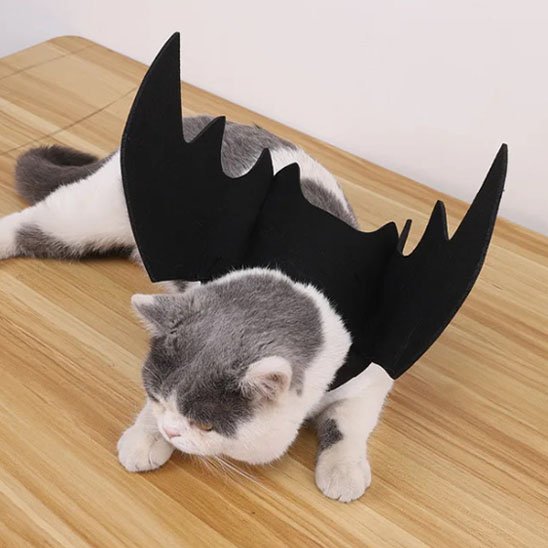 Déguisement-pour-chat-halloween-chauve souris-léger
