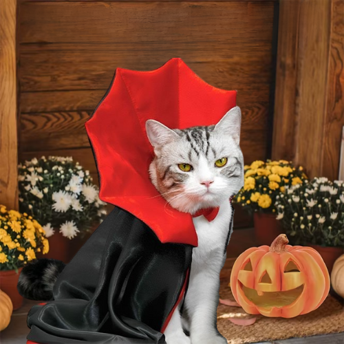 Déguisement pour-chat-Halloween-citrouille