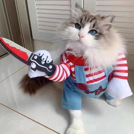 Déguisement-pour-chat-halloween-couteau-costume