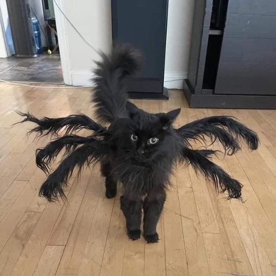 Déguisement-pour-chat-Halloween-noir