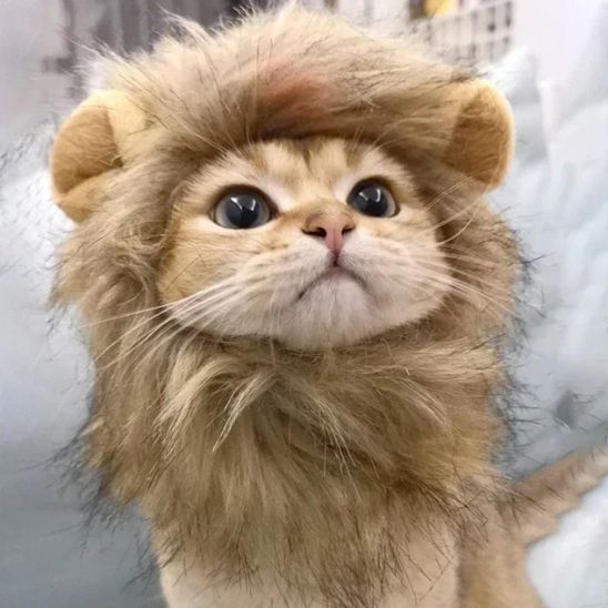 Déguisement-pour-chat-lion-doux