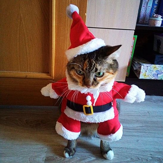 Déguisement-pour-chat-mignon