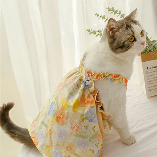 Déguisement-pour-les-chats-robe-à-bretelles