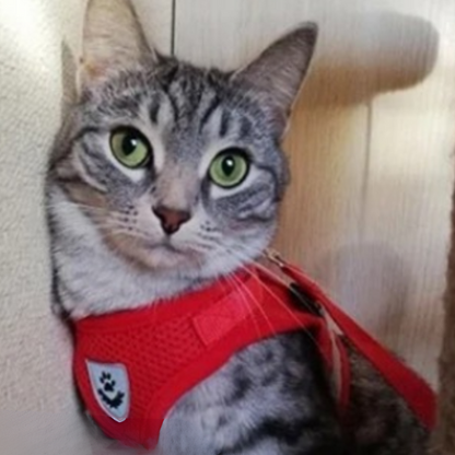flashcat-harnais-chat-reflechissant-rouge