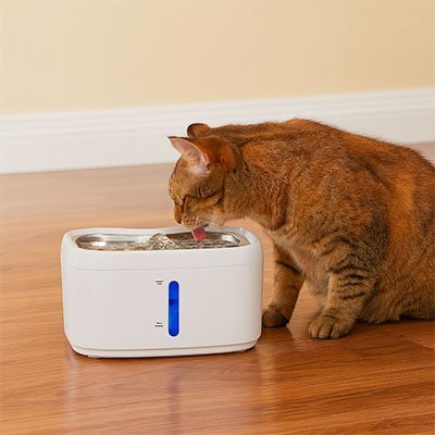 FONTAINE EAU CHAT | 2.5L - Leschamour