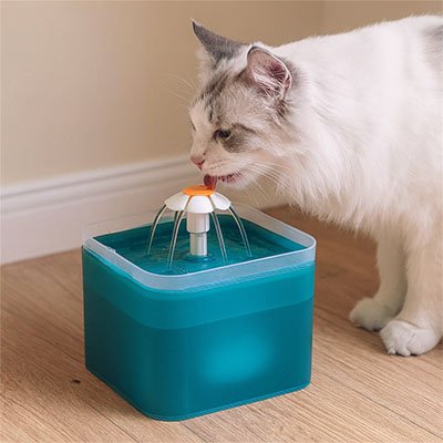 Fontaine eau chat verte
