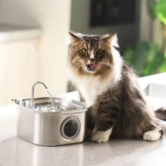 fontaine eau pour chat silencieuse acier inoxydable