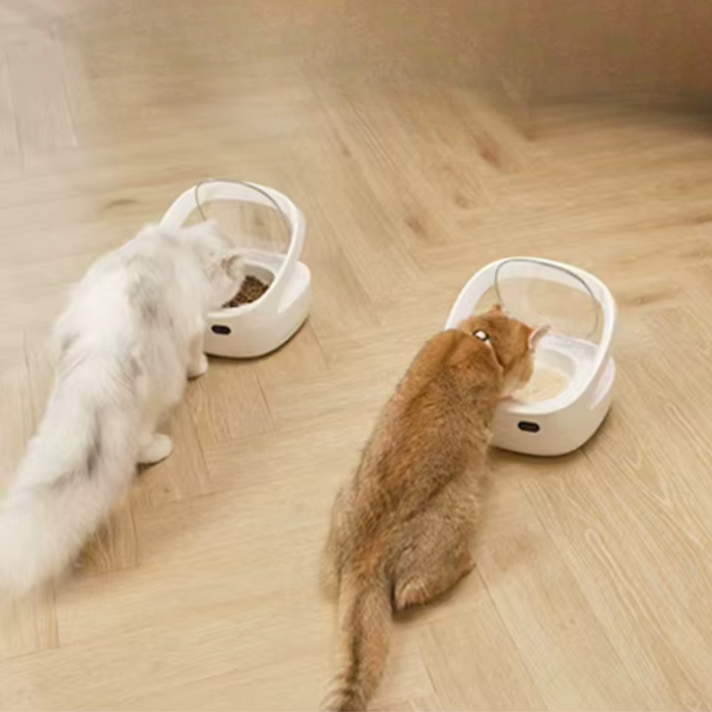 gamelle pour chat automatique avec collier bluetooth