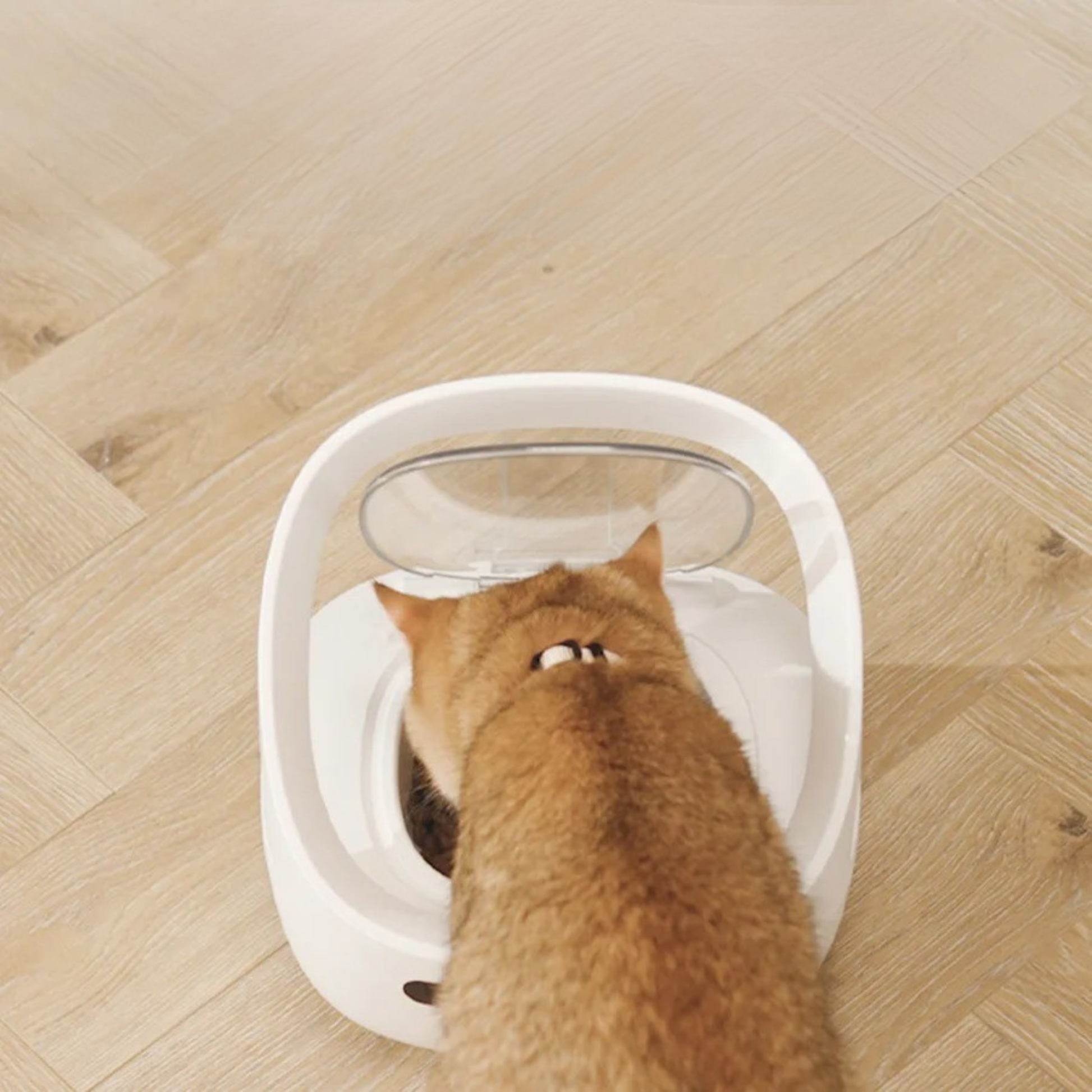 Gamelle pour chat automatique avec collier bol amovible