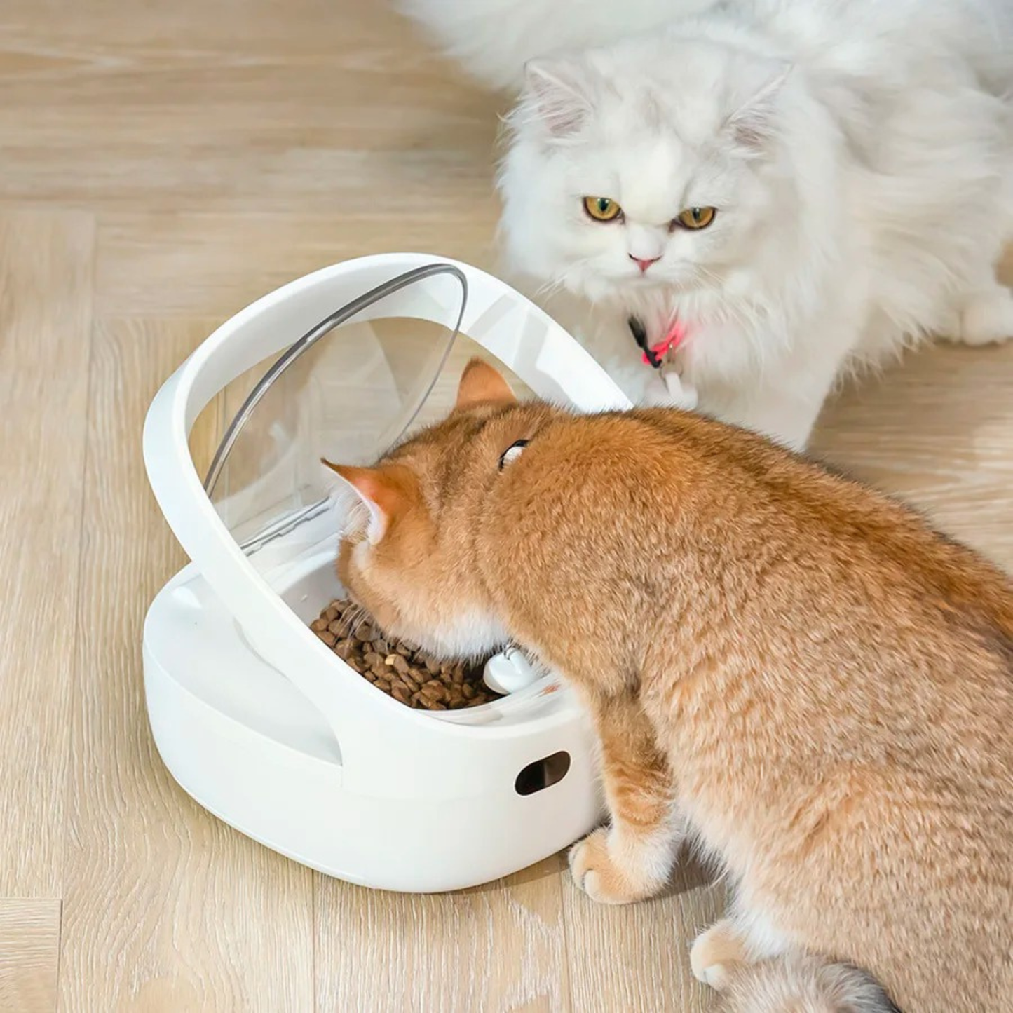gamelle pour chat automatique avec collier