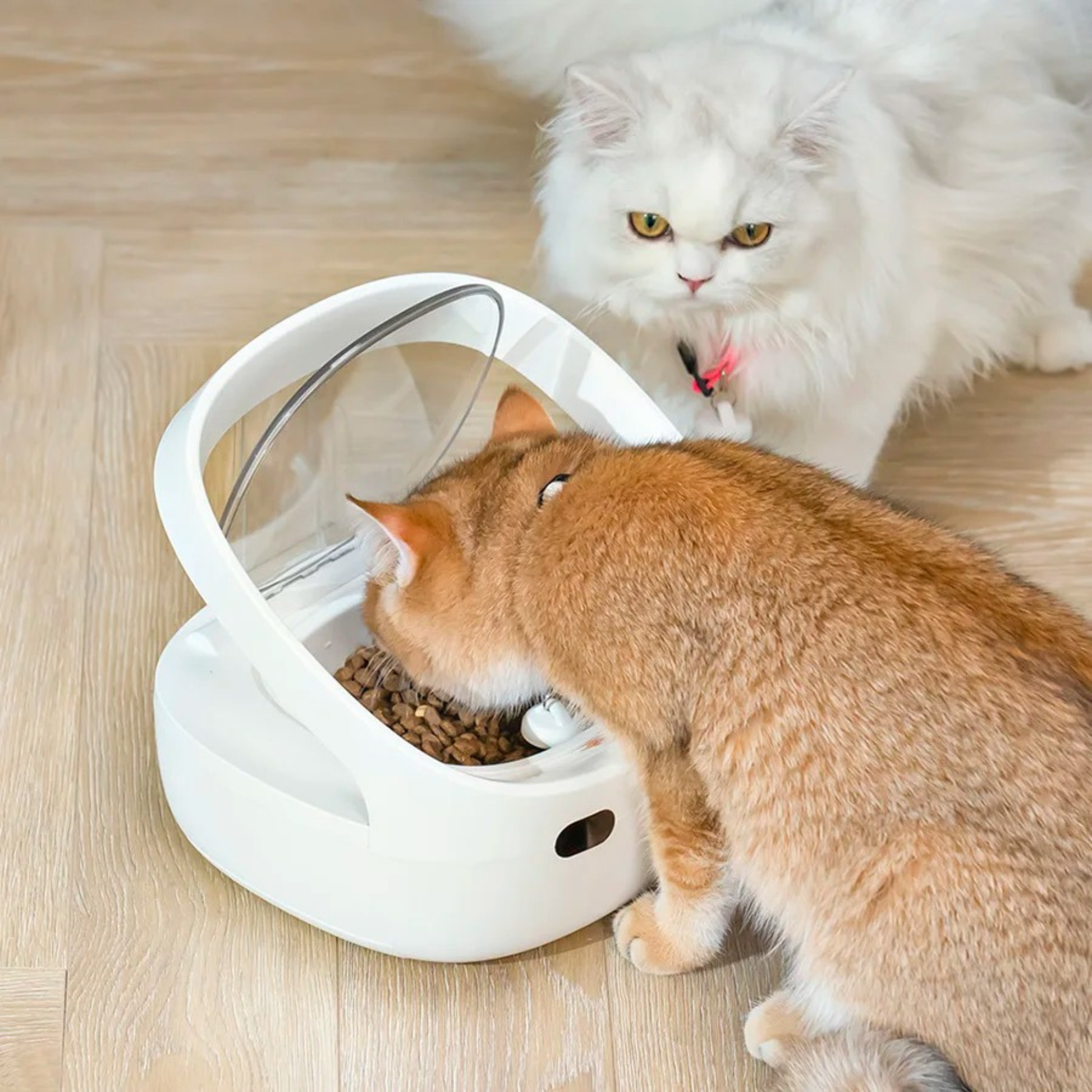gamelle pour chat automatique avec collier