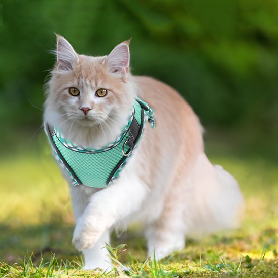 harnais chat anti-fugue réfléchissant et respirant gilet