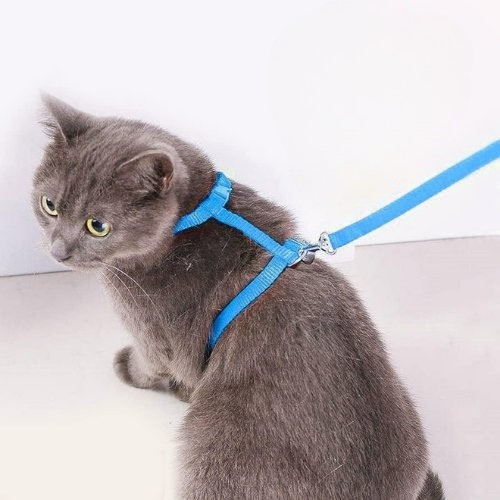 harnais chat simple bleu clair