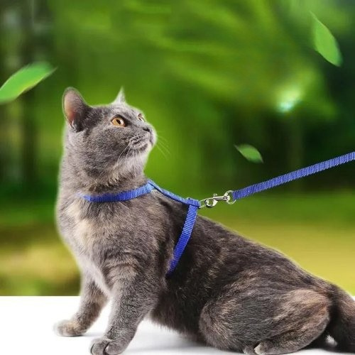 harnais chat simple bleu