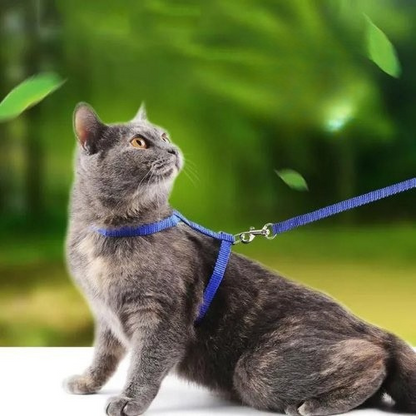 harnais chat simple bleu