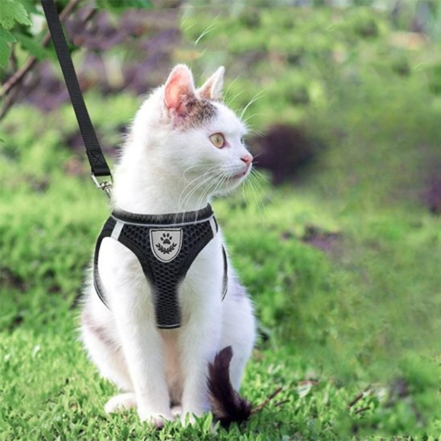 harnais chaton anti evasion noir