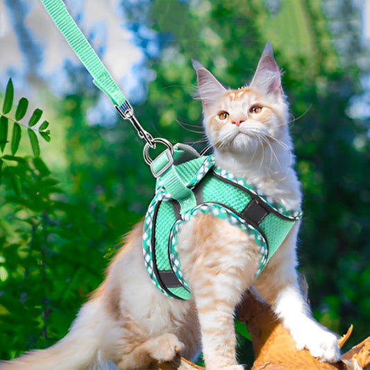 harnais-main-coon-reflechissant-respirant-vert