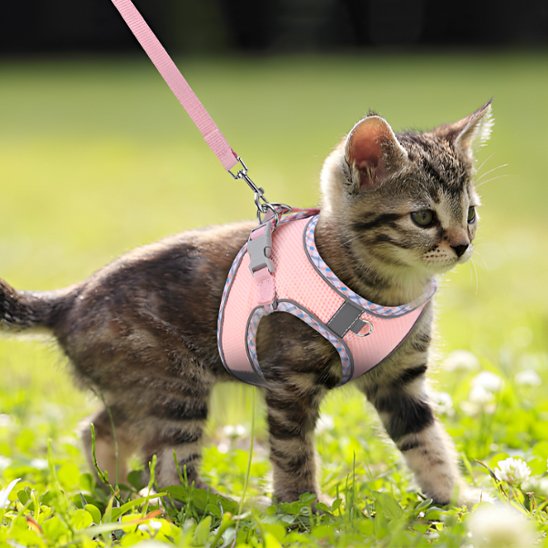 Harnais pour chaton 3 mois anti-traction rose