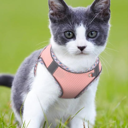 Harnais pour chaton 3 mois anti-traction sécurité