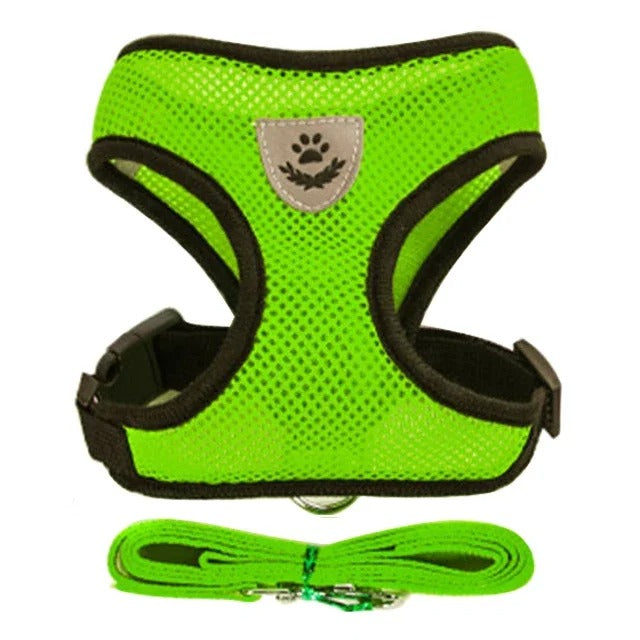 Harnais pour chaton 3 mois gilet vert réfléchissant