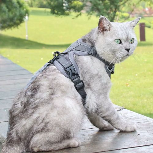 Harnais pour chaton anti-traction réglable