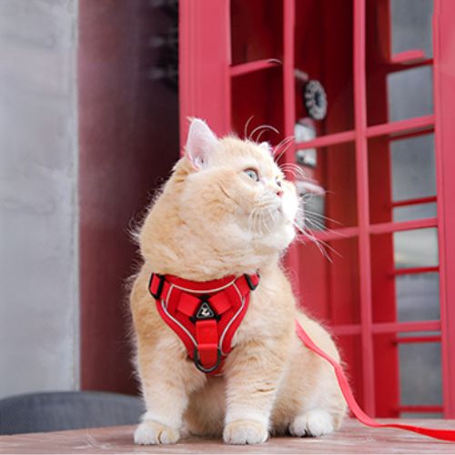 harnais pour chaton anti-traction rouge