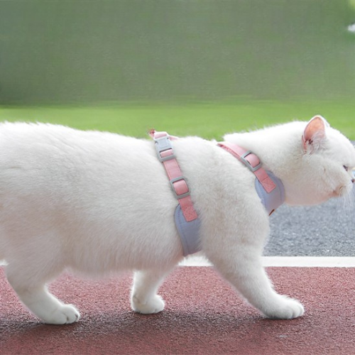 harnais-pour-maine-coon-gilet-leger