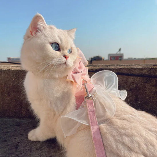 harnais-pour-maine-coon-noeud-papillon-rose