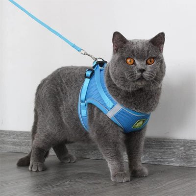 Harnais pour maine coon respirant anti-fugue