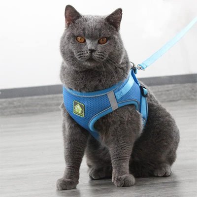 Harnais pour maine coon respirant bleu